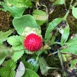 Potentilla indica ফল