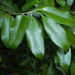 Pieris formosa Leaf