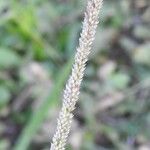 Sporobolus indicus Fula