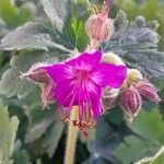 Geranium macrorrhizum花