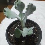 Kalanchoe rhombopilosa 叶