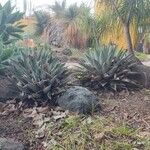 Agave salmiana Blatt