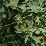 Spiraea × pseudosalicifolia Folha