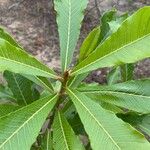 Pouteria caimito Leaf