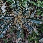 Ptilostemon hispanicus Leaf