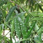 Sundacarpus amarus Yaprak