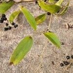 Smilax laurifolia Fuelha