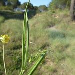 Lathyrus annuus Leaf