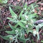 Andryala integrifolia Folha