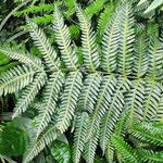 Pteris tripartita Folla