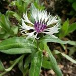 Centaurea lugdunensis