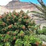 Schinus terebinthifolius Plod