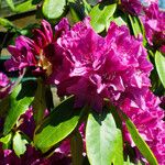 Rhododendron catawbiense Flower