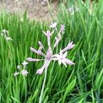 Tulbaghia violacea 花