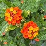 Lantana camara Flower