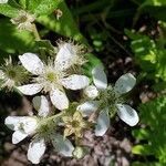 Rubus argutus Flower