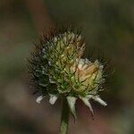 Scabiosa pyrenaica Frutto