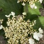 Viburnum sargentii Blomma