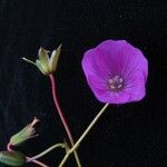 Geranium donianum Habitus