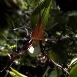 Cypripedium montanum Elinympäristö