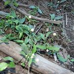 Alternanthera philoxeroides Flower