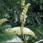 Solanum coriaceum Цвят