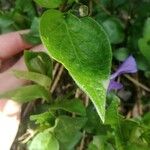 Vinca major Leaf