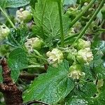 Ribes nigrum Flower