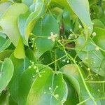 Xylocarpus rumphii