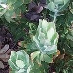 Leucospermum cordifolium Levél