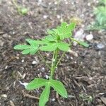 Tropaeolum peregrinum Blatt