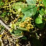 Cuscuta campestris Fruit