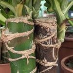 Dracaena fragrans Bark