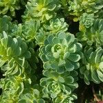 Rhodiola pachyclados Φύλλο