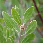 Arctostaphylos pringlei Foglia