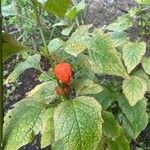 Physalis alkekengi Fruchs