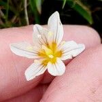 Gagea serotina Fula