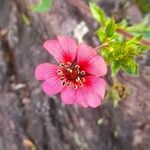 Potentilla nepalensis Flower