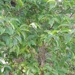 Ilex kusanoi Hábito