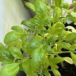 Solanum lycopersicum Leaf