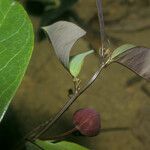 Passiflora gabrielliana Fruit