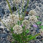 Allium angulosum Fruit