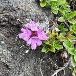 Thymus praecoxBlomst