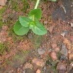 Mecardonia procumbens Leaf