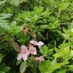 Rhododendron hirsutum Kvet