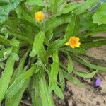 Calendula arvensisLeaf