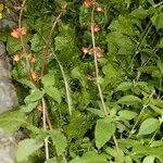 Scrophularia calliantha অভ্যাস