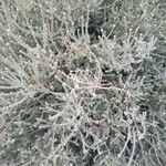 Melaleuca maxwellii 葉