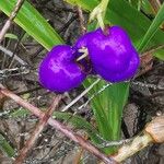 Dianella ensifolia Fruto