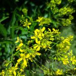 Sisymbrium strictissimum Žiedas